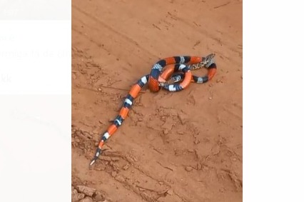 Coral é flagrada “devorando” outra cobra em zona rural de Ribas do Rio Pardo